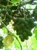 Прикрепленное изображение: черный виноград.jpg